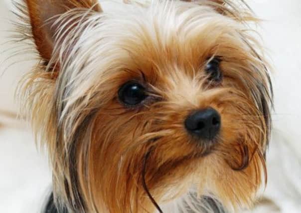 The Yorkshire terrier suffered hyperthermia before dying from being in a baking-hot car. Picture: Danny Lawson