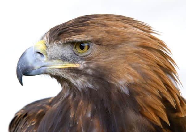 There are currently just one to two pairs of golden eagles attempting to breed in Galloway. Picture: Lorne Gill