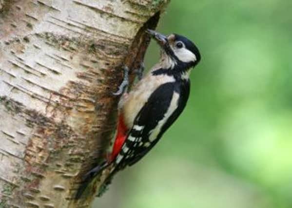 Mating woodpeckers are wreaking havoc by drilling holes into telegraph poles. Picture: Hemedia