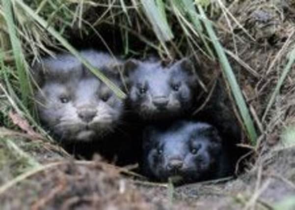 Mink are not choosy when it comes to prey and can survive in a variety of habitats. They have no natural predators. Picture: Getty