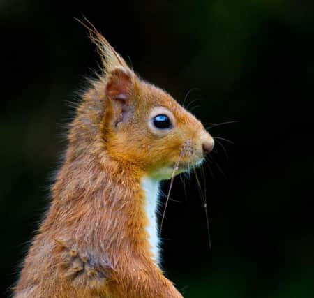 The Prince has previously launched a squirrel saving scheme in northern England. Picture: TSPL