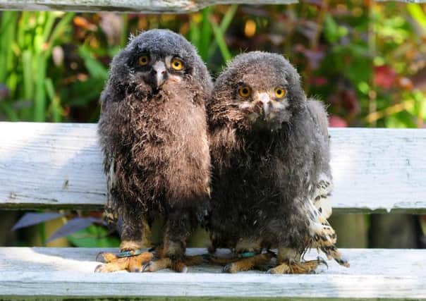 The owl chicks will help kids with autism and ADHD establish relationships. Picture: SWNS