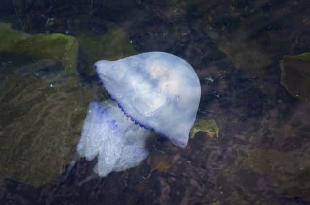 Jellyfish numbers have soared. Picture: Getty