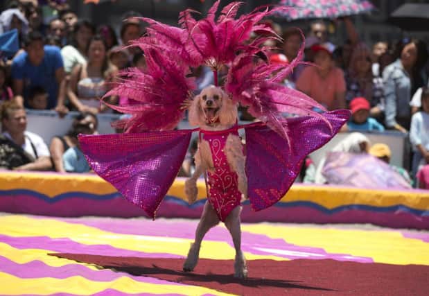 A poodle performs in a free show staged by circus workers for their supporters in Mexico Citys main square. Picture: AP