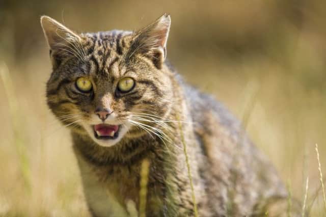 Geneticists want to breed feral cats out of the wildcats Highland redoubt. Picture: Getty Images
