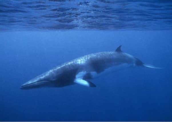 A Minke whale. Whales, sharks and dolphins are to benefit from the protected areas. Picture: PA