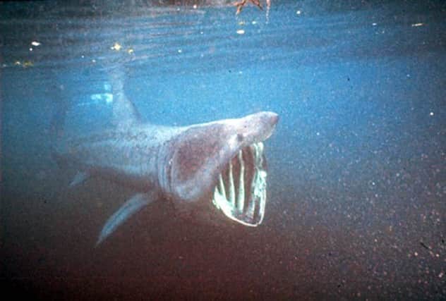 Despite its large appearance the basking shark is not aggressive and is harmless to humans. Picture: PA