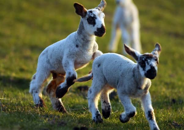 Scots currently eat just 800g of lamb per person per year. Picture: Phil Wilkinson