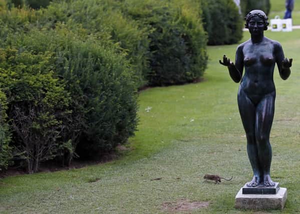A rat runs next to a Maillol Statue in The Tuileries gardens of the Louvre Museum. Picture: AP