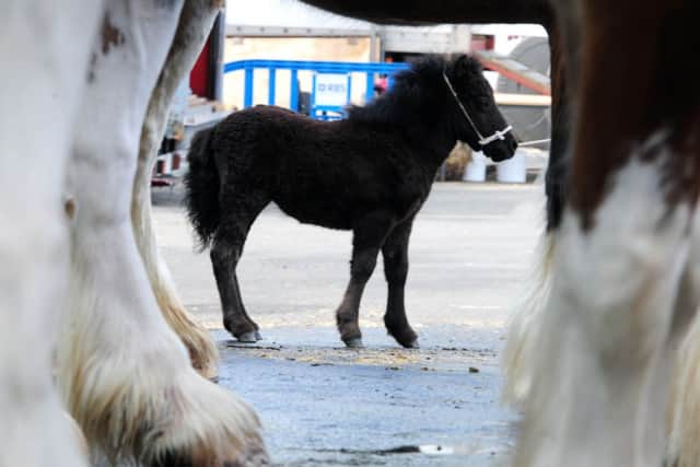 A one-month old Shetland pony at last year's Royal Highland show. Picture: Ian Rutherford