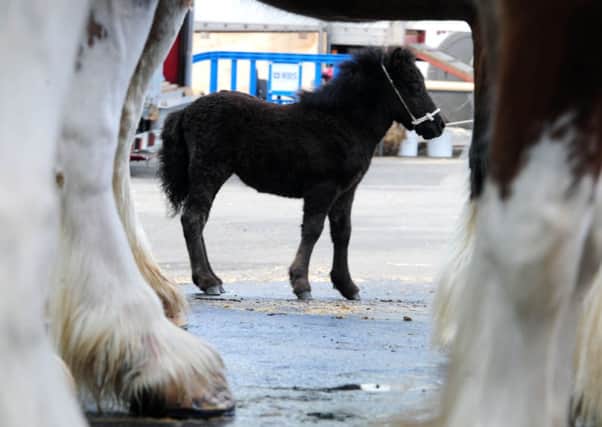 A one-month old Shetland pony at last year's Royal Highland show. Picture: Ian Rutherford