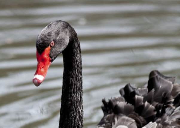 There are at least a half-dozen reasons not to rule out a black swan event on 18 September. Picture: Getty