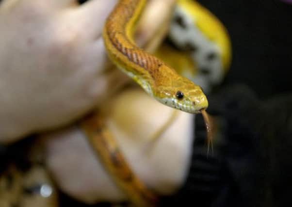 Scottish SPCA after they discovered the 2ft (0.6m) corn snake in the engine of the Fiat Punto they were working on. Picture: TSPL