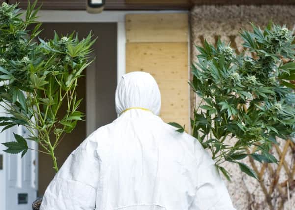 The plants seized had an estimated street value of around £235,000. Picture: TSPL
