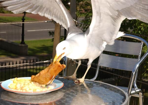Gulls are becoming more "fearless" around the general public. Picture: Tony Marsh
