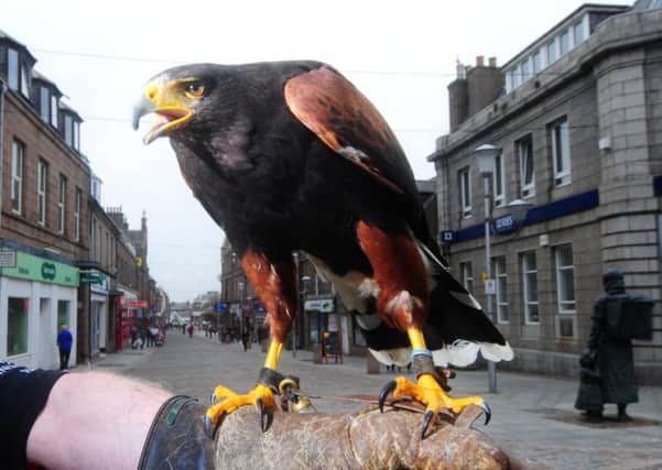 Hena the hawk on Broad Street in Peterhead, deterring seagulls from swooping on pedestrians. Picture: SWNS