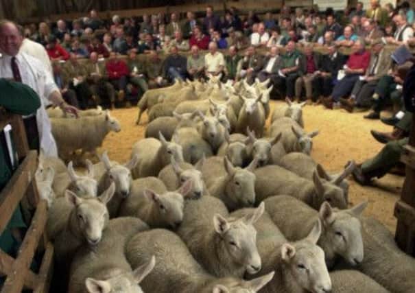 Sending livestock to the rest of the UK would become complex and costly if there was a Yes vote.Picture: Allan Milligan