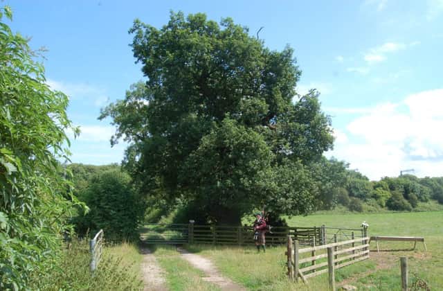 The Rebel Tree or Hanging Tree , in the village of Clifton , near Penrith in Cumbria

The Rebel Tree or Hanging Tree, in the village of Clifton near Penrith. Picture: Contributed
