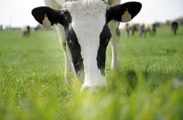 A cow grazes in a field in Plessix-Balisson, western France. Picture: AFP