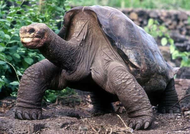 Police in Los Angeles have recaptured a giant tortoise called Clark, like the one pictured, after a brief chase. Picture: Contributed