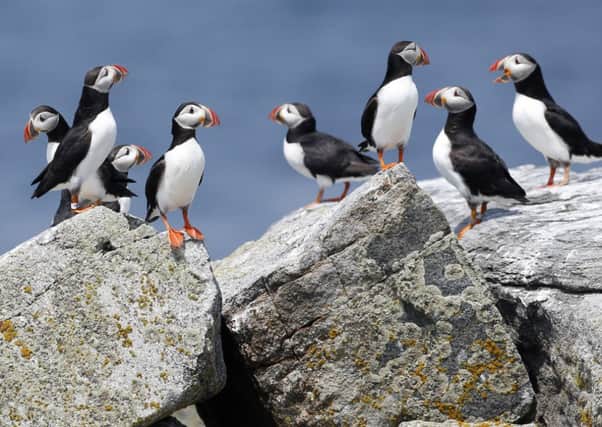 We dont know how our wildlife, including iconic seabirds like gannets, puffins and kittiwakes, will react to these major new developments. Picture: AP