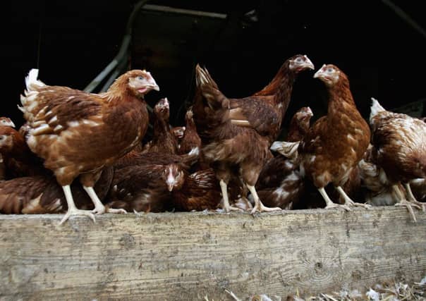 Battery hens are pictured in a chicken shed. Picture: Getty