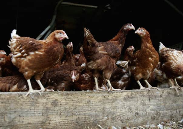 Battery hens are pictured in a chicken shed. Picture: Getty