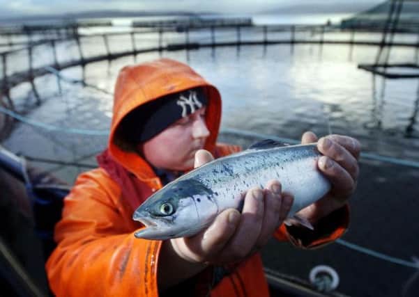 A salmon farmer holds a young fish at the Strondoir Bay fish farm at Loch Fyne Scotland. Picture: PA