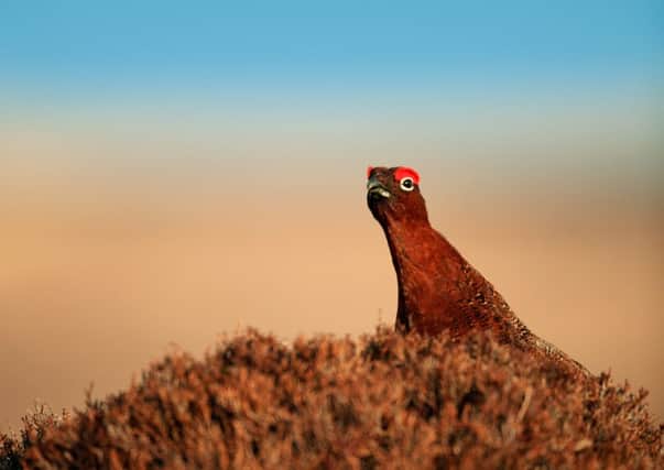 A male red grouse. Picture: Getty Images