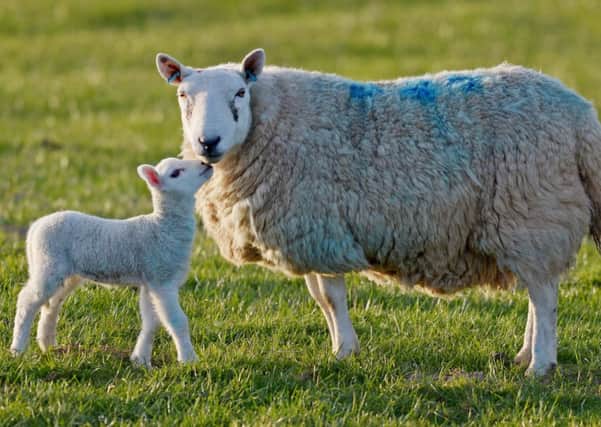 Sheep rustling has become more popular, with a 25% rise in livestock thefts making it one of the worst years on record. Picture: TSPL