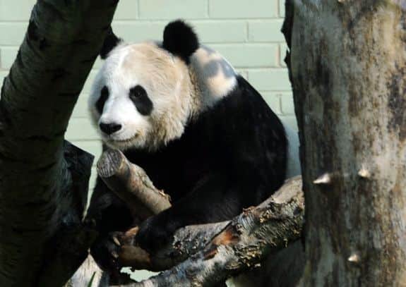 Tian tian is pregnant. Picture: Ian Rutherford