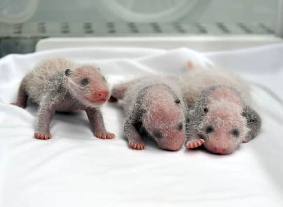 Rare panda triplets have been born in China