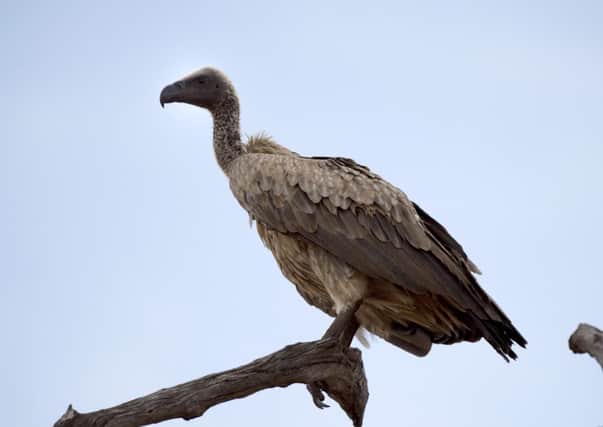 The poison attack killed 39 white-backed vultures. Picture: Getty