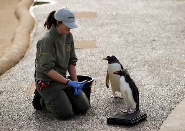 Northern rockhopper penguins get weighed at Edinburgh Zoo. Picture: Scott Louden