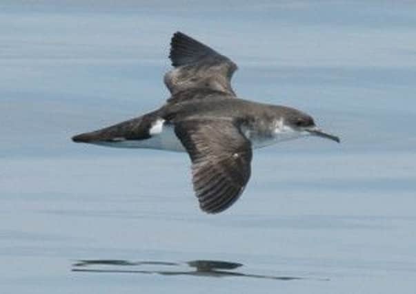 The Manx Shearwater. Picture:
RSPB