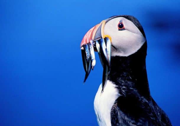 The puffin, dubbed the sea parrot because of its distinctive features, has also been suffering a long-term drop in breeding success. Picture: Contributed