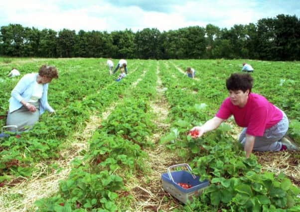 People in a 'pick your own' strawberries field. Picture: TSPL