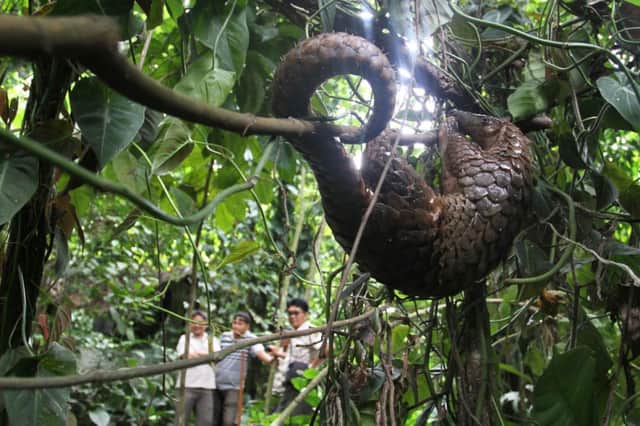 Smaller species like the pangolin are being targeted in India. Picture: Getty