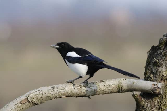 Magpies arent the bling-obsessed pilferers we all thought. Picture: Getty