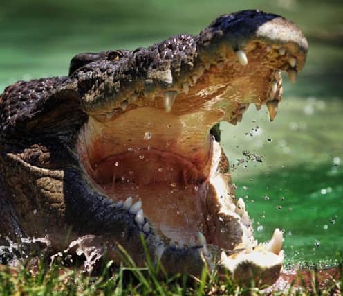 Saltwater crocodiles are often fed to entertain sightseers. Picture: Getty