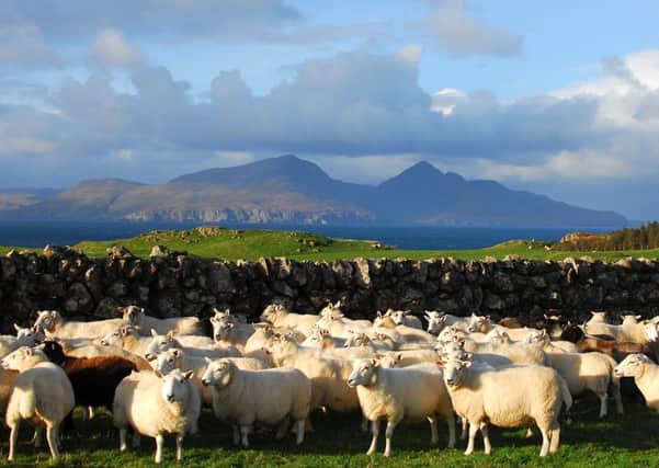Lawrence MacEwen's sheep on Muck. Picture: Polly Pullar