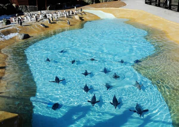 The penguin enclosure at Edinburgh Zoo. Pilots were asked not to fly over the zoo in order not to disturb the animals. Picture: Ian Rutherford