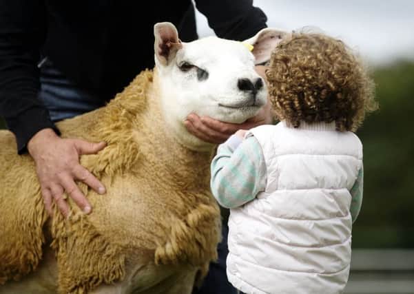 The owner of this Scottish lamb has earned £152,000 at auction by selling it at auction. Picture: Newsline