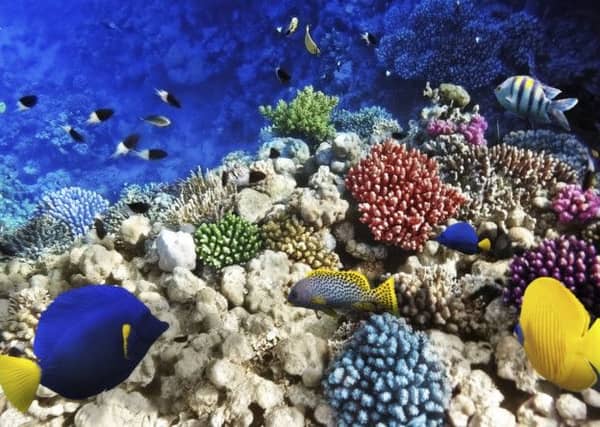 Coral reefs in the Red Sea in Egypt, where myriad life forms thrive. Picture: Getty Images