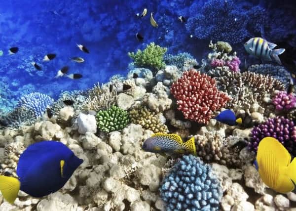 Coral reefs in the Red Sea in Egypt, where myriad life forms thrive. Picture: Getty Images