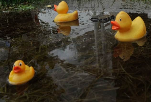 100 rubber ducks escaped from their trailer en route to a big race. Picture: TSPL