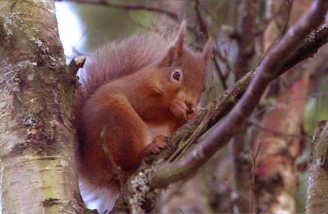 The disease only affects the red squirrel. Picture: Allan Milligan