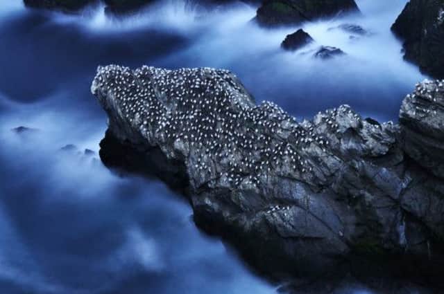 A Life At Sea For Nesting Gannets, taken in Shetland by Ruth Asher and winner of the habitat category