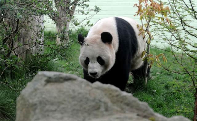 Tian Tian appears to have miscarried after tests showed altered hormone levels. Picture: TSPL