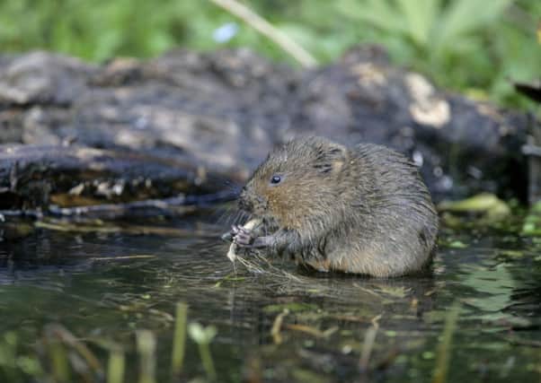 Water voles have reappeared in a marsh in the Highlands. Picture: Getty